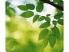 MUISMAT FELLOWES NATUUR COLLECTIE BLADEREN