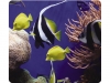 MUISMAT FELLOWES NATUUR COLLECTIE IN DE ZEE